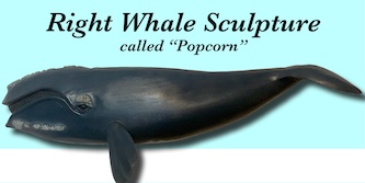 Hand-sculpted right whale called Popcorn, wildlife art, wildlife sculpture